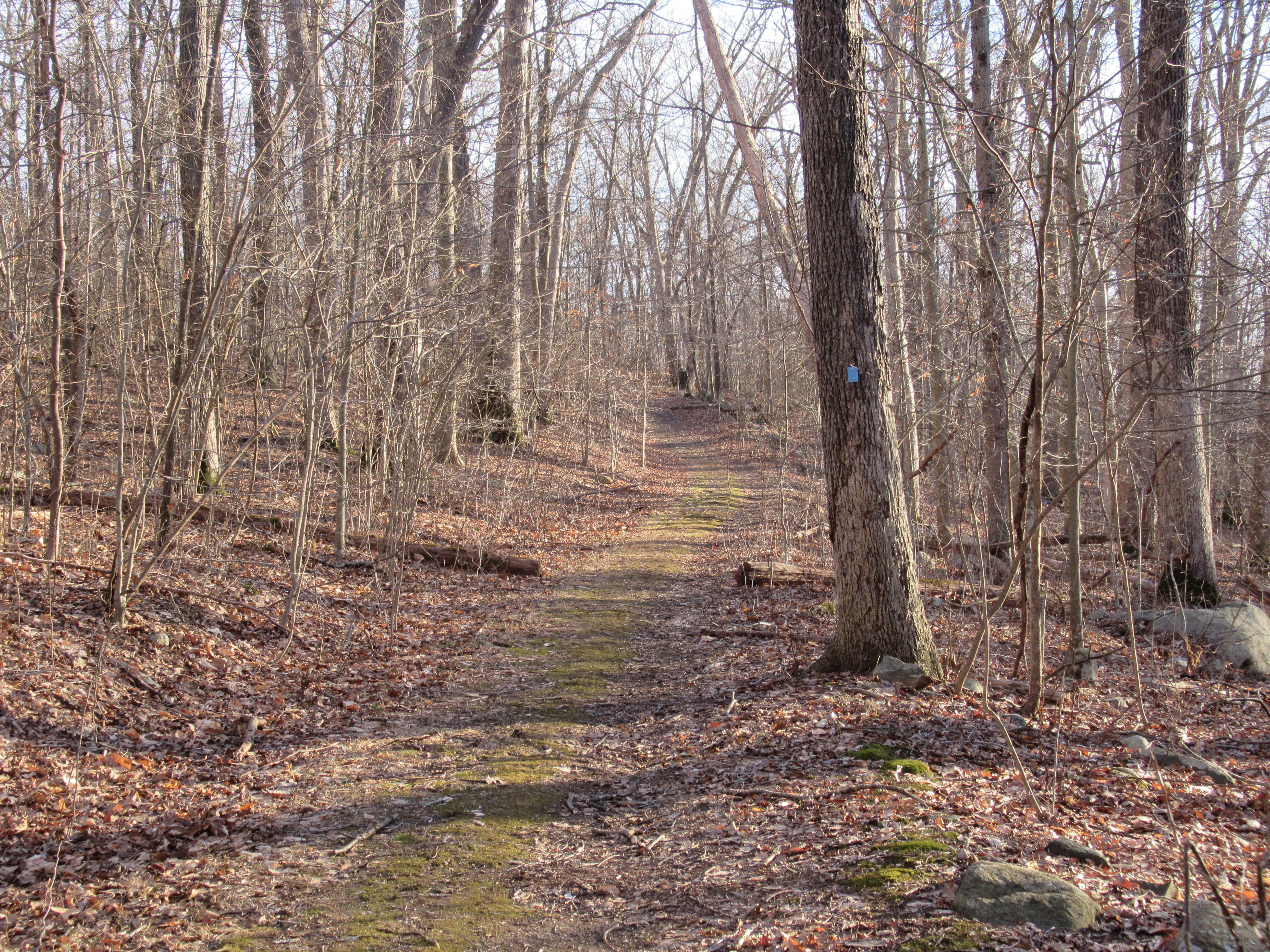 Manor Trail in Ringwood State Park. Photo by Daniel Chazin.