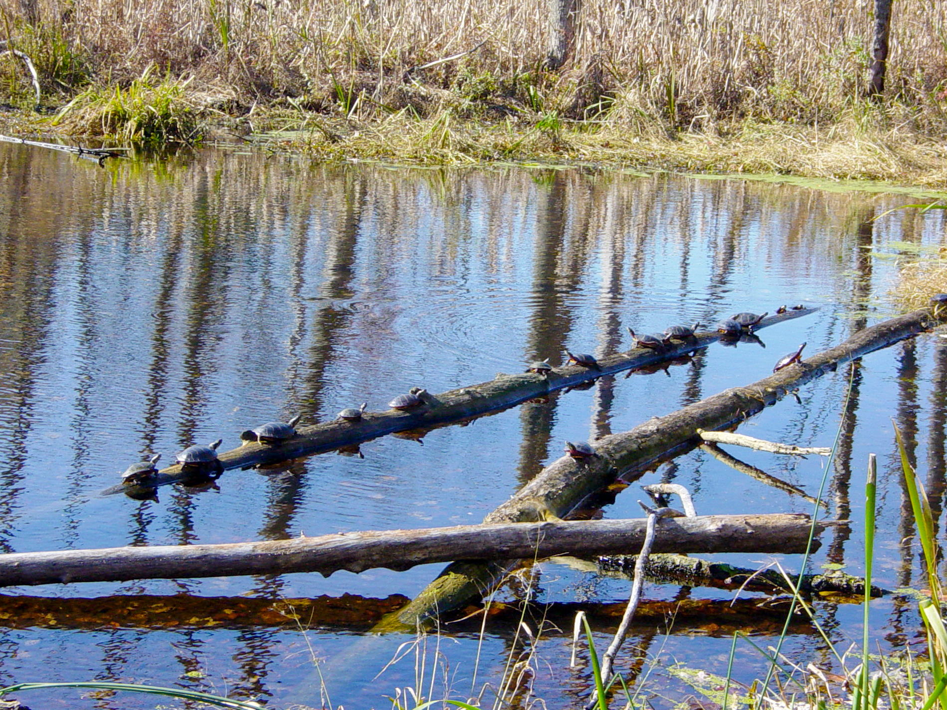 Turtles along the Wood Duck Nature Trail - Photo credit: Jeremy Apgar