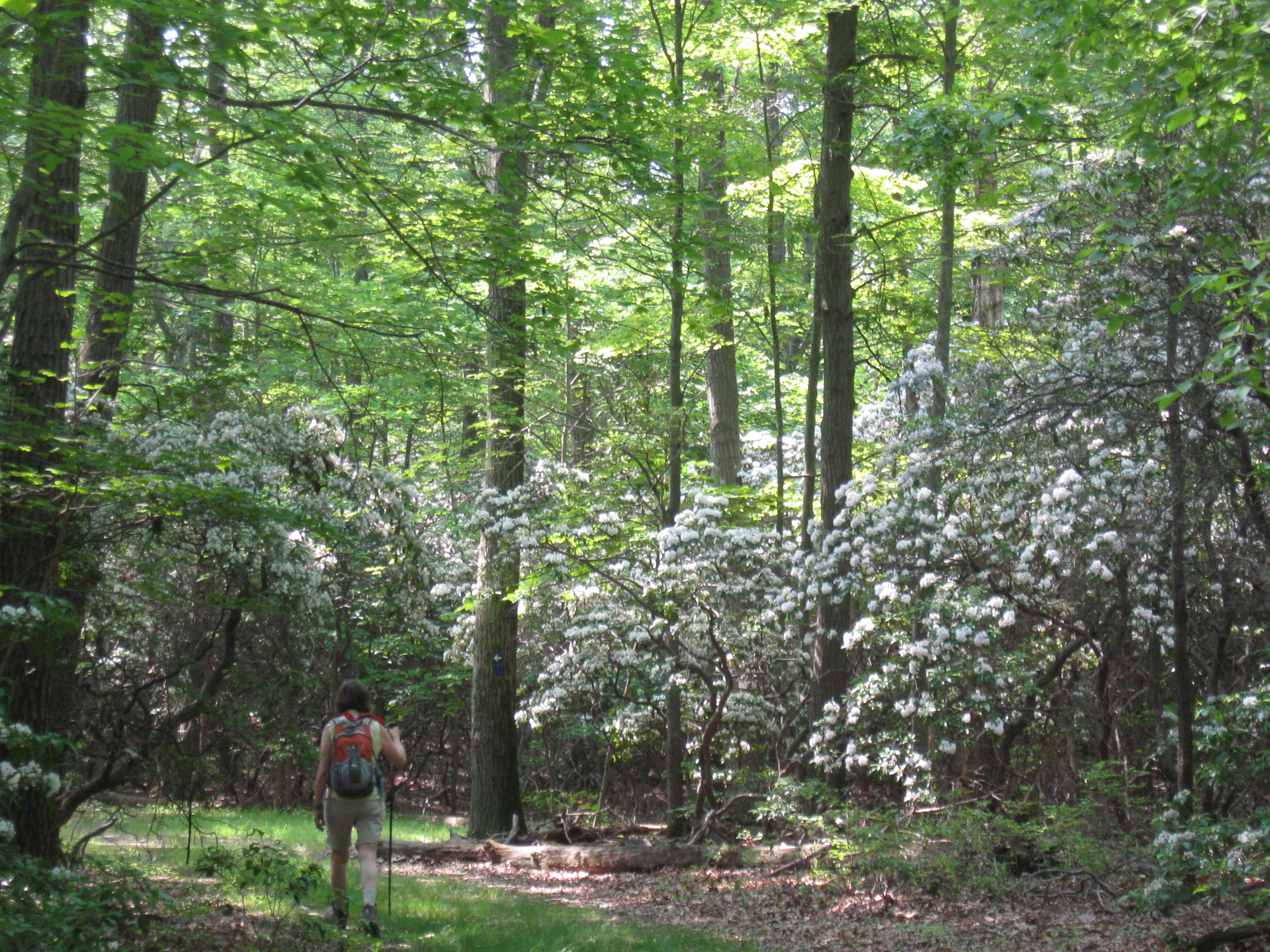 Hiking through laurel at Ward Pound Ridge Reservation - Photo: Jane Daniels