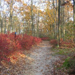 Jersey Shore Region, Allaire State Park. Photo by Daniel Chazin.