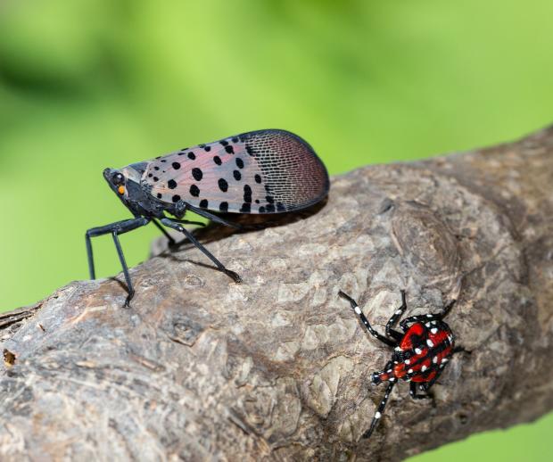 LF-spotted lanternfly (Lycorma delicatula) winged adult 4th instar nymph (red body) in Pennsylvania, on July 20, 2018. USDA-ARS Photo by Stephen Ausmus.