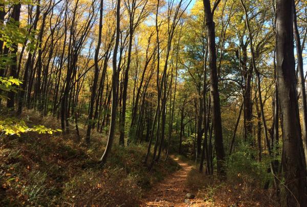 Rock Cores Trail in Worthington State Forest. Photo by Peter Dolan.