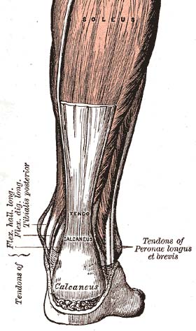 Achilles tendon